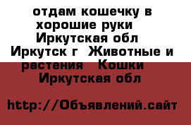 отдам кошечку в хорошие руки. - Иркутская обл., Иркутск г. Животные и растения » Кошки   . Иркутская обл.